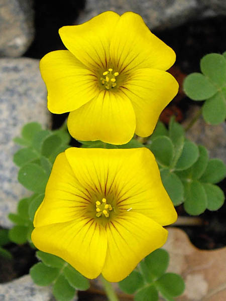 Oxalis perdicaria photo